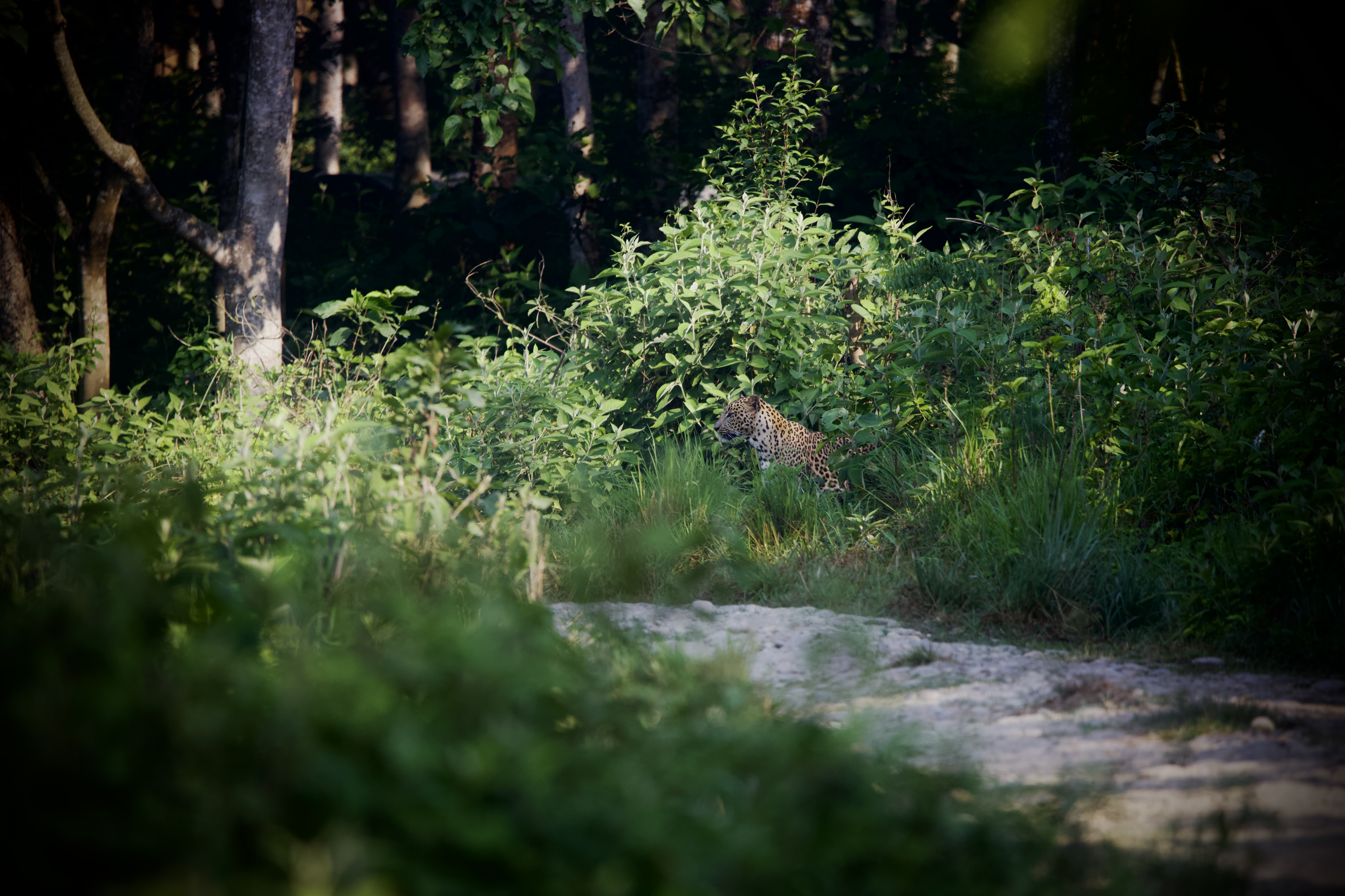 Sasvata Wildlife Resort